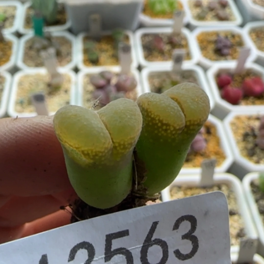 【闪购商品】吴*蝎13563