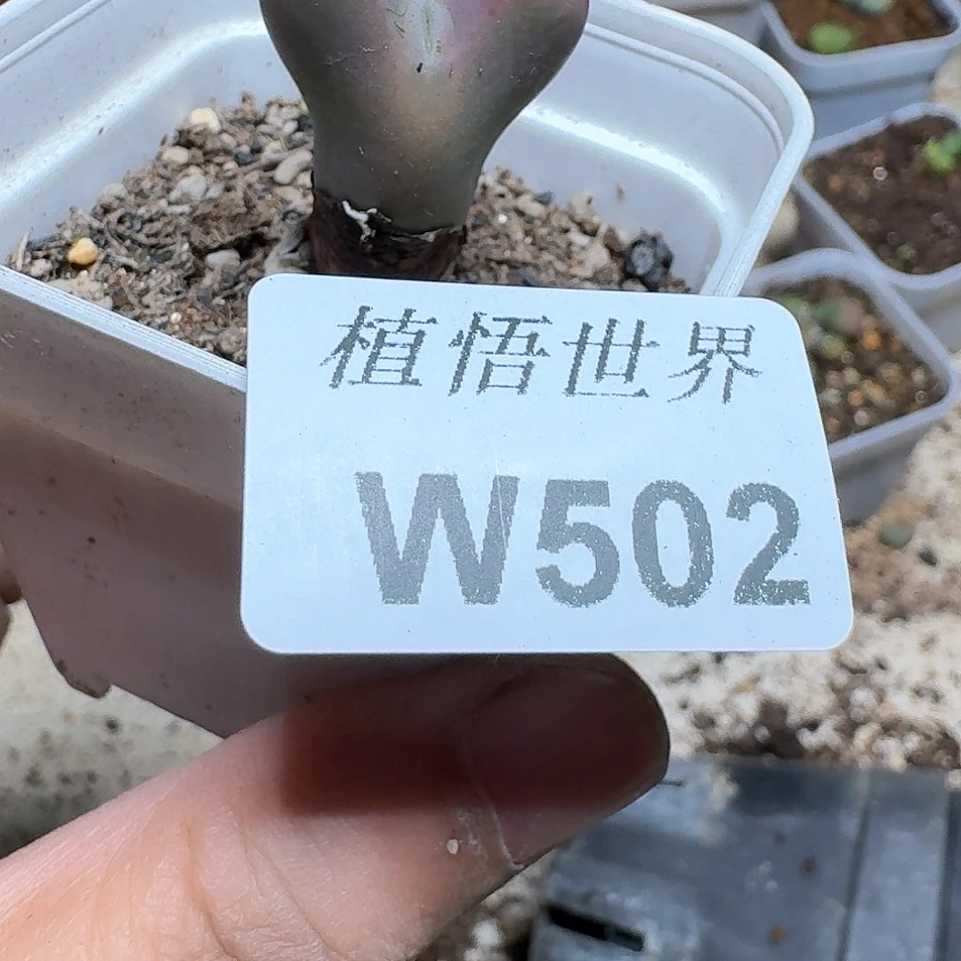 502盒多肉植物精油c c