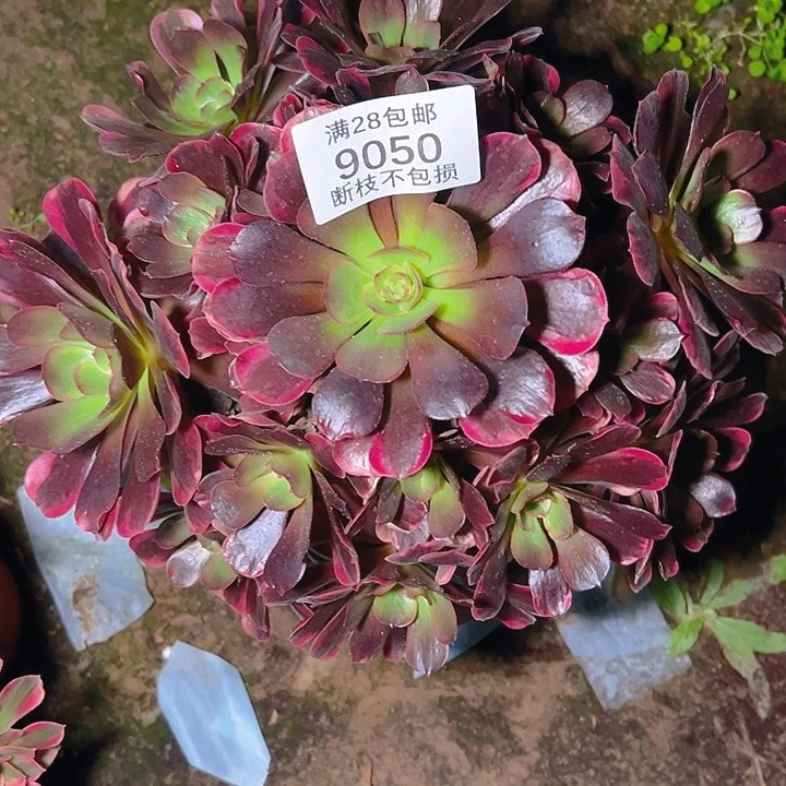 9050爱神多肉植物