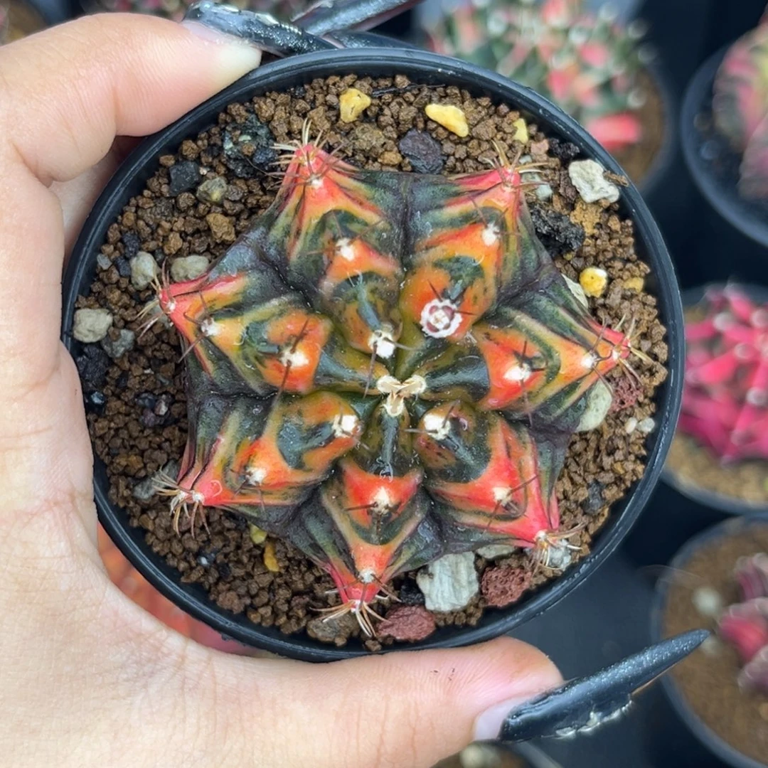 泰系米哈锦 带盆土发货