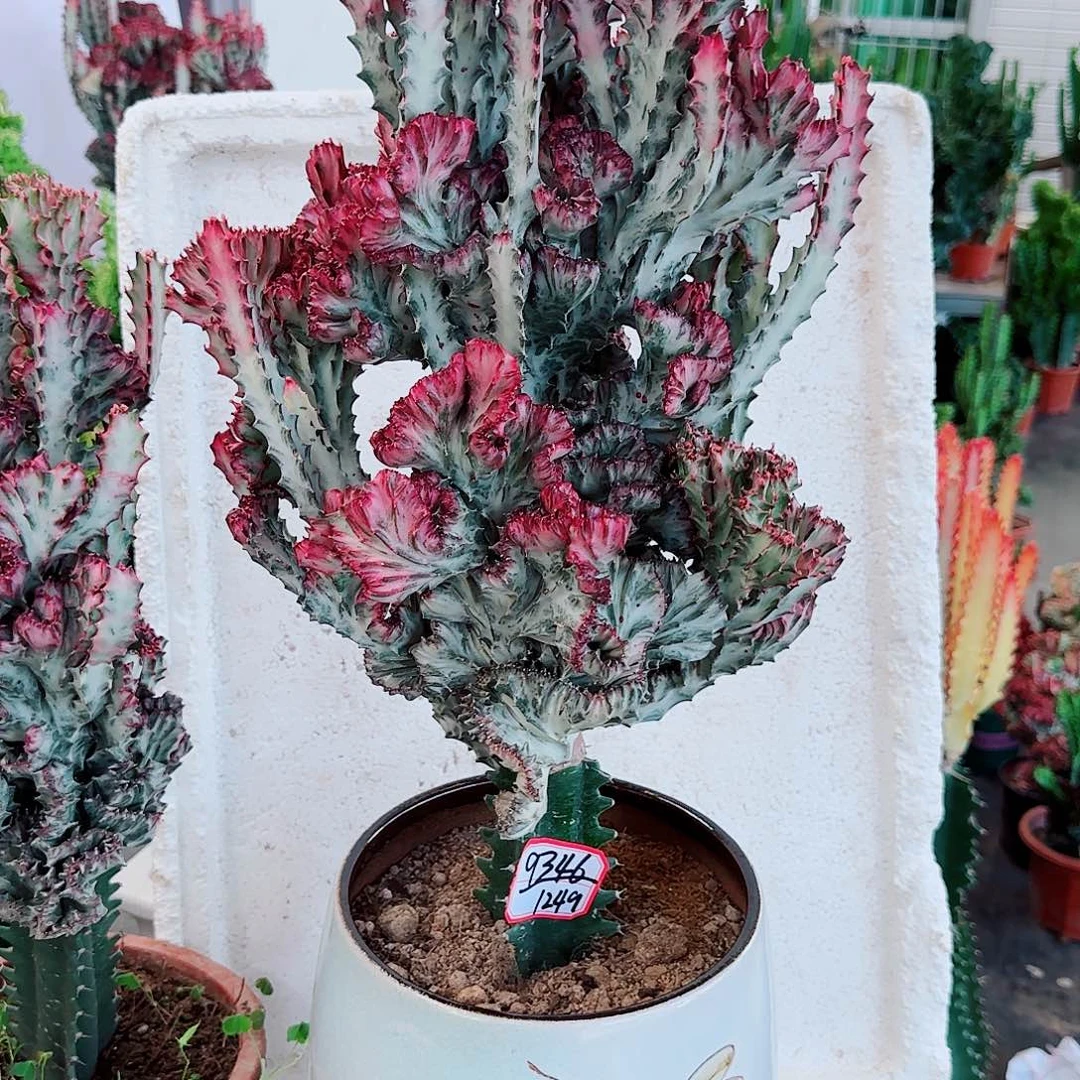 一物一拍彩麒麟土球发货