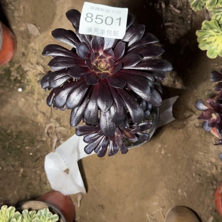 8501黑法多肉植物