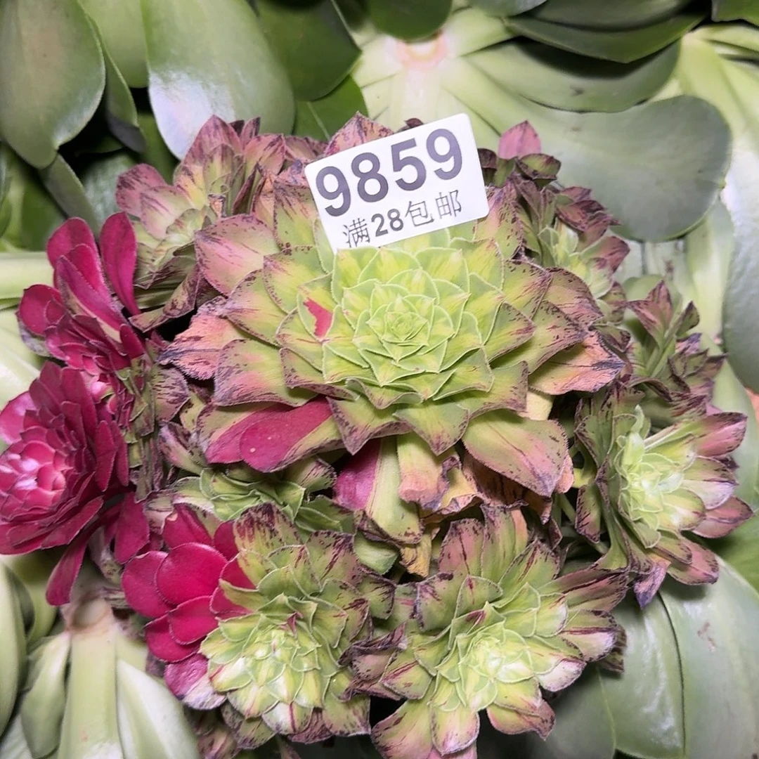 859 知否多肉法师植物无根