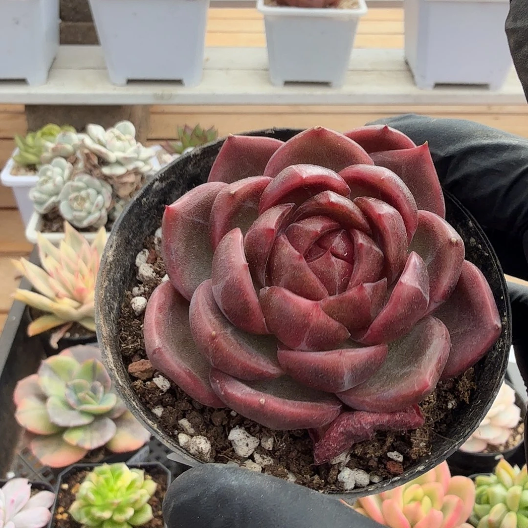 1122-103般若珍妮