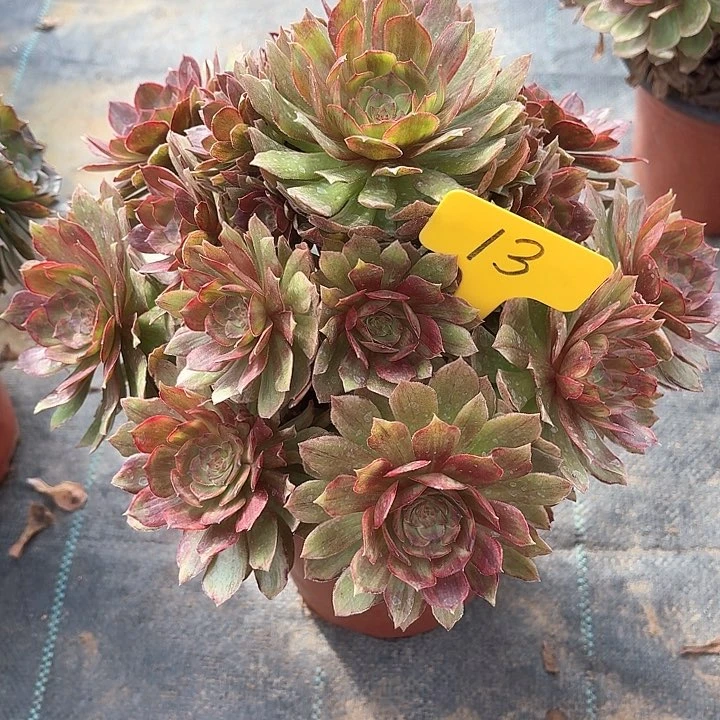 13红丝绒一物一拍