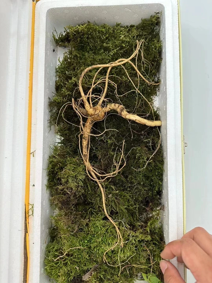 新鲜野山参林下参链接