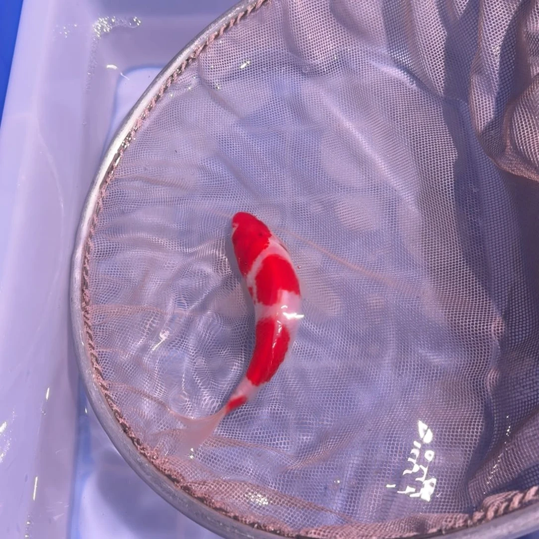 锦鲤精品锦鲤大卖6