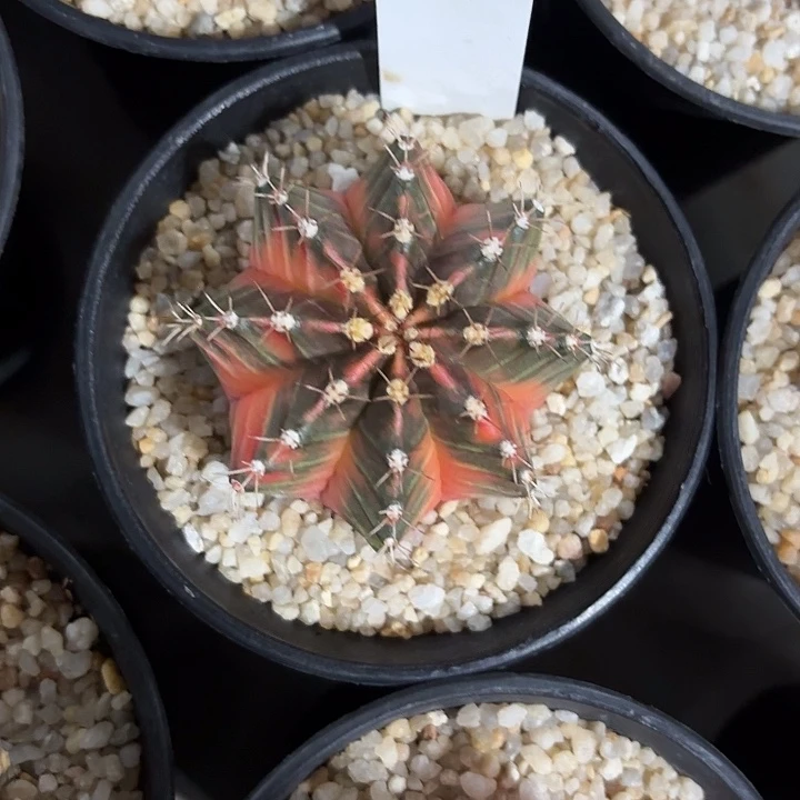 122-0813泰国发货多肉