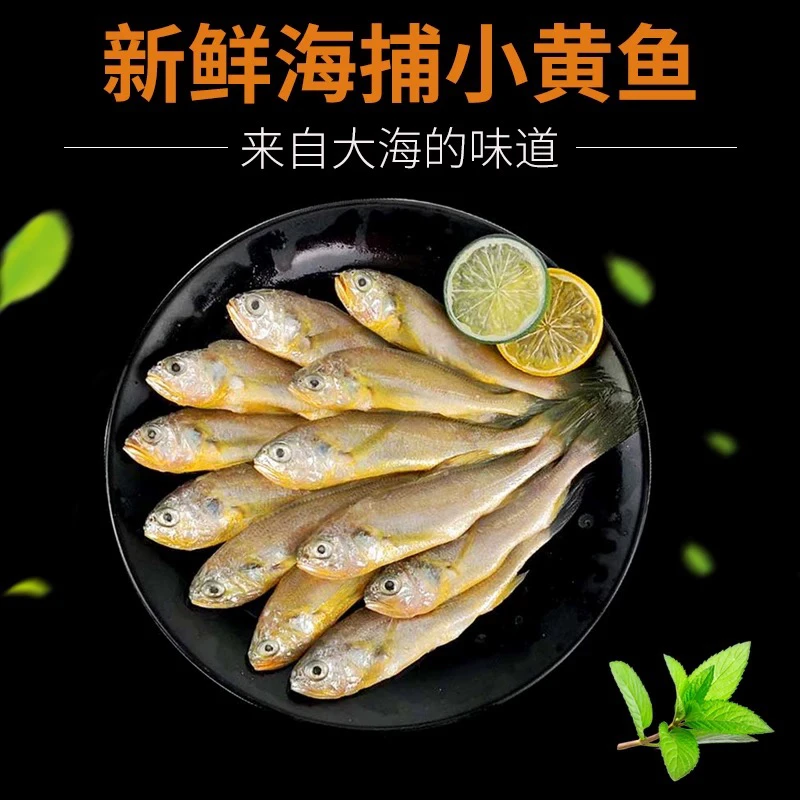 【连岛海产品】纯野生海捕冷冻小黄鱼（免杀免洗10条）