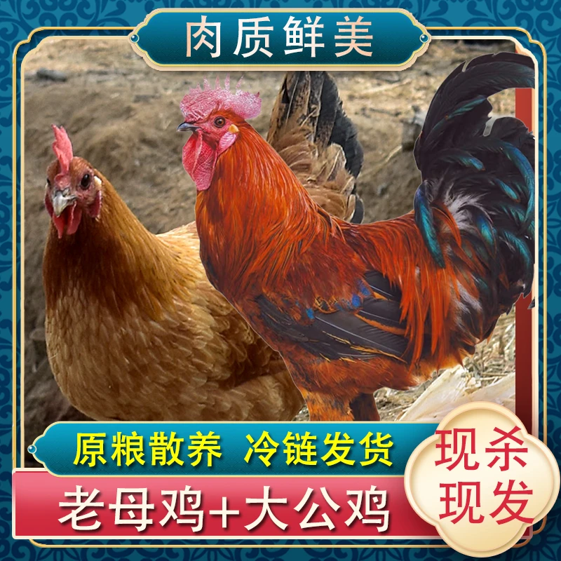 【穗】黄油母鸡2只送2只大公鸡4只净重10-11斤