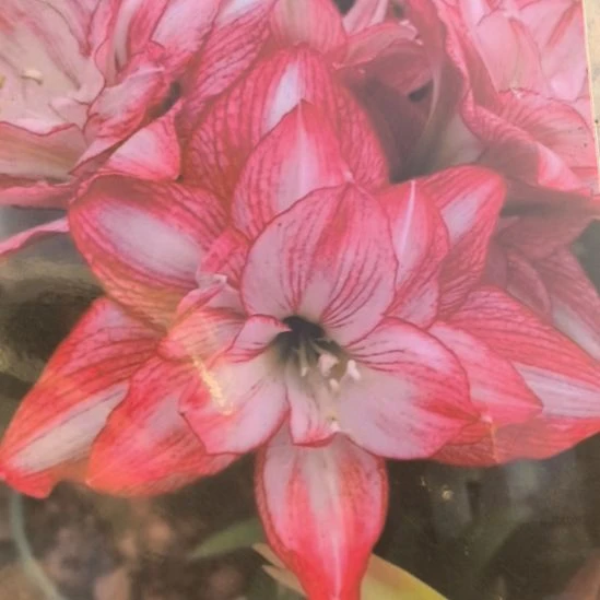 当前无花栽培后可以开花霞光小球带盆发货