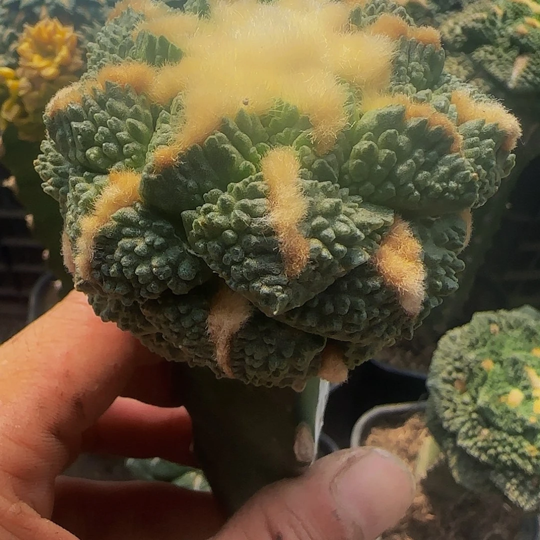 龟甲连山863仙人球