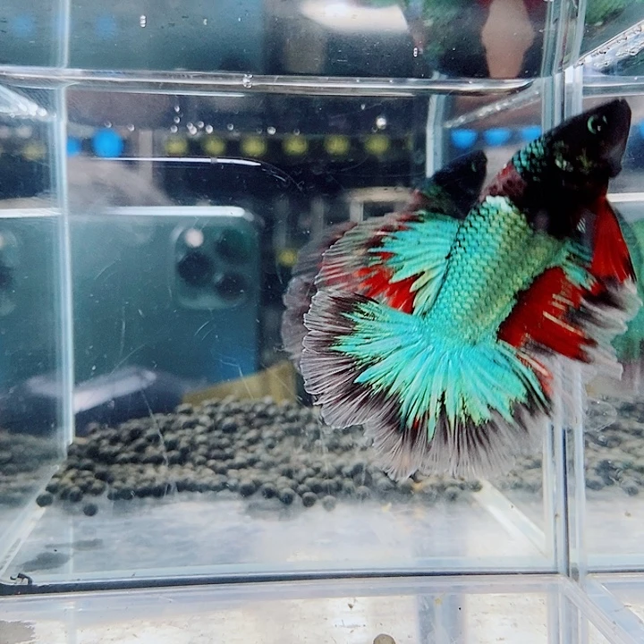 斗鱼黑170号巨斗半月