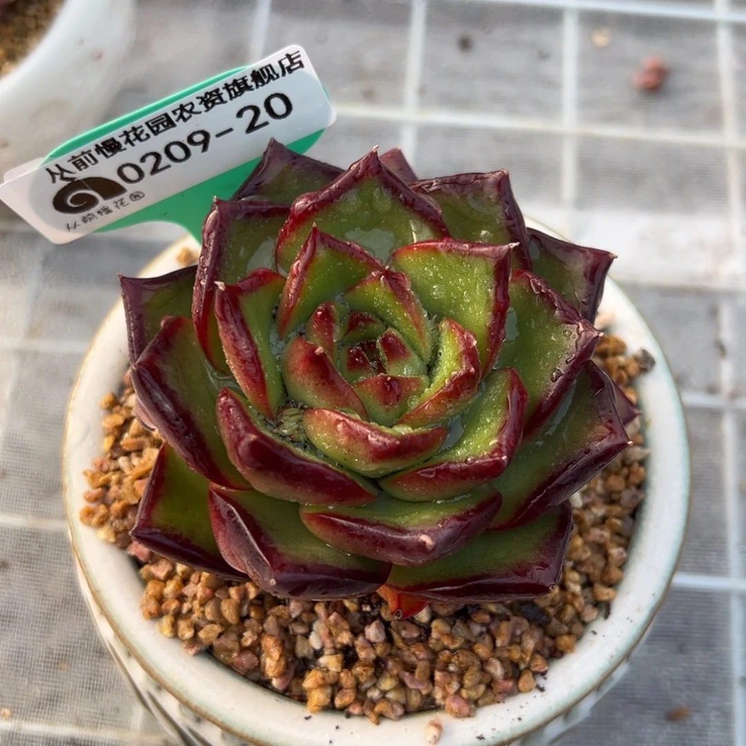 从前慢多肉精选编号0209.20