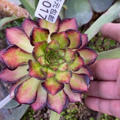 17嫁接海珊瑚满25包邮多肉