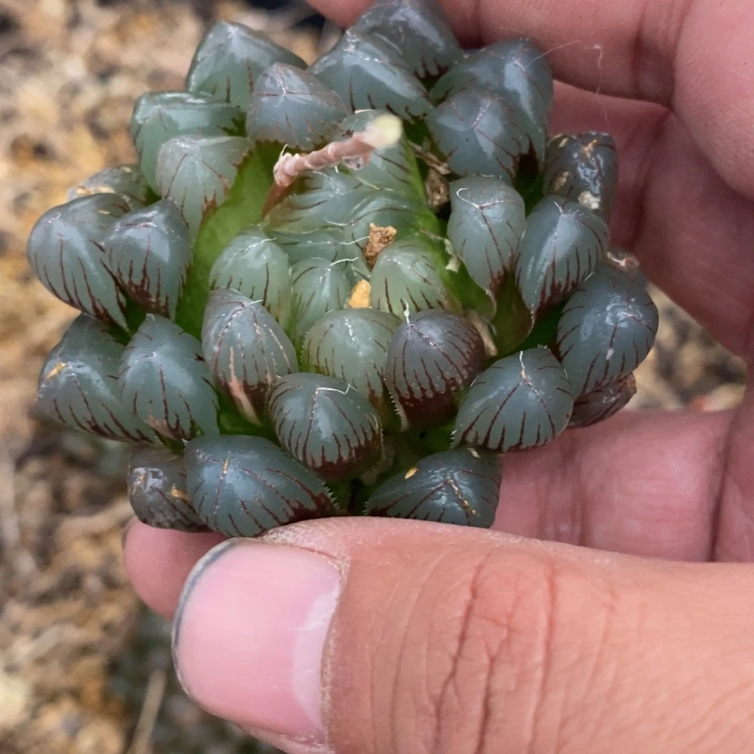 郭****勺1081 一颗福利。