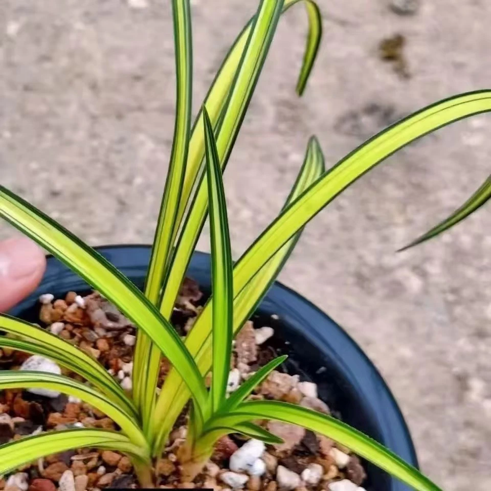 兰草直播改价链接， 请勿跟拍