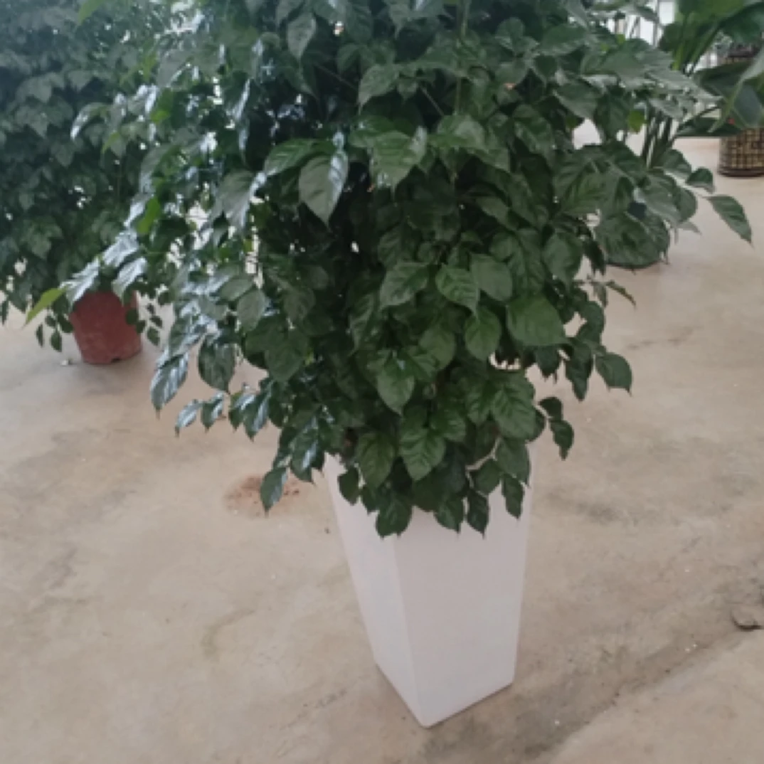 从生绿宝（幸福树）