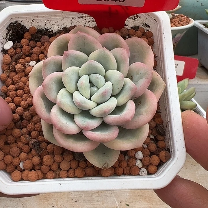 5040号白马香水锦多肉