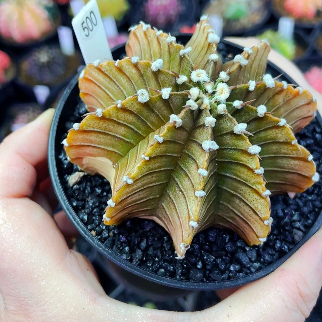 非偏远地区满25包邮仙人球