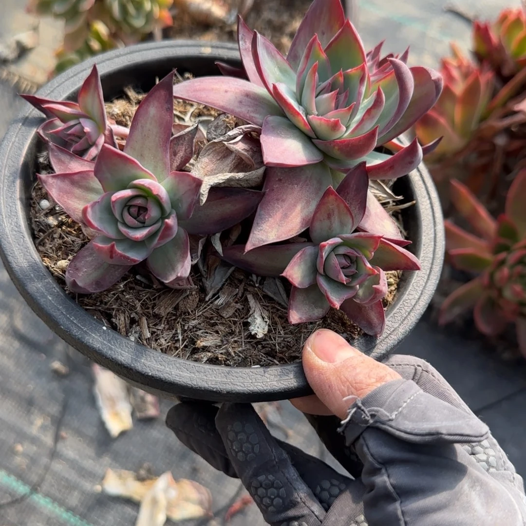 火***山无花朵惊鸿五头有砍