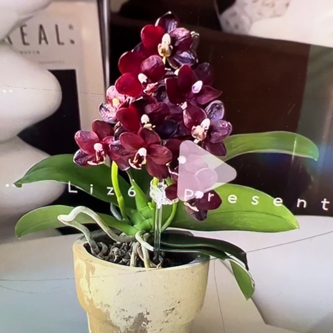 当前无花栽培后可以开花夏日黑莓新苗2.8杯