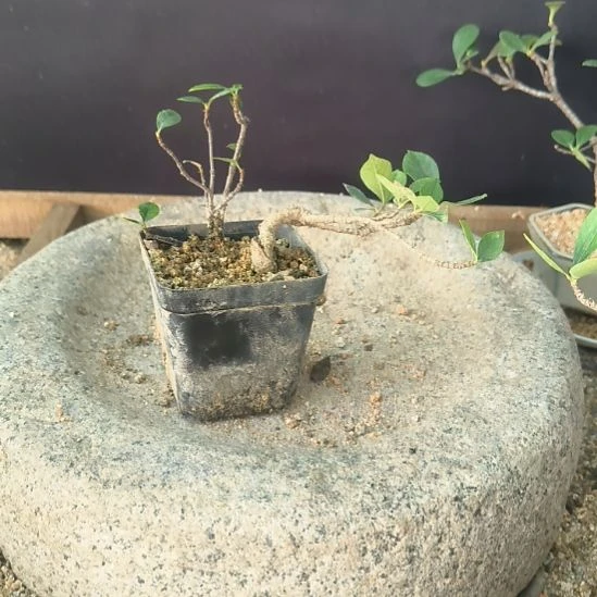 清***晨无花朵海岛春花栀子花