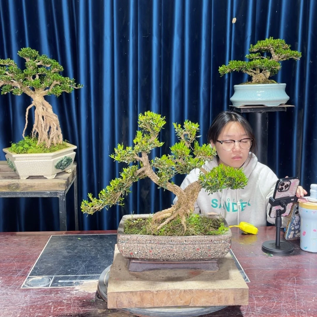 黄杨盆景老桩四季常青