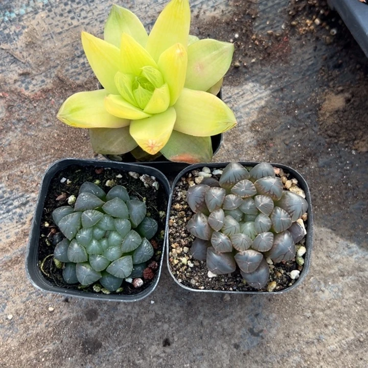 玉露三颗，脱土发货