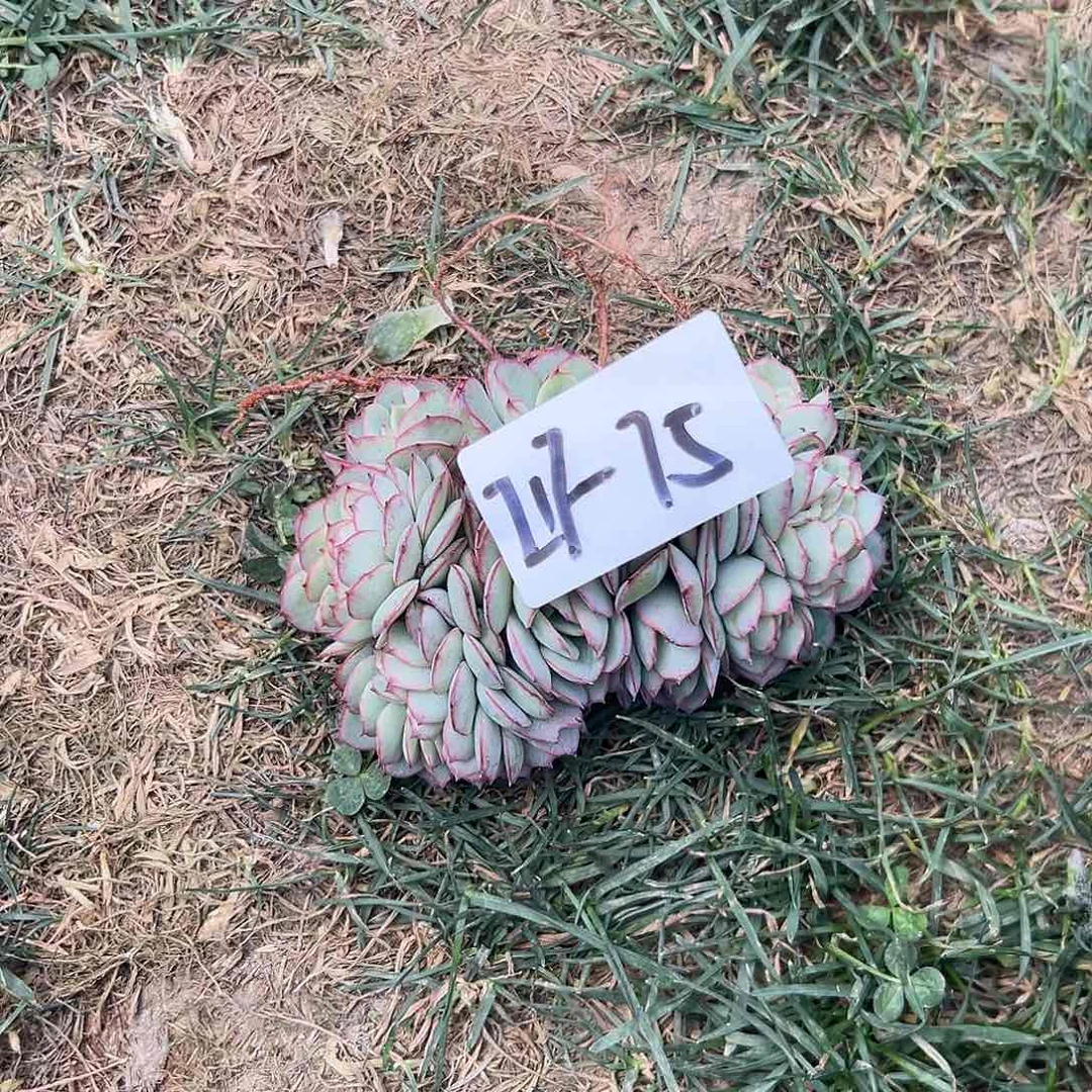 217-75牡丹亭缀多肉