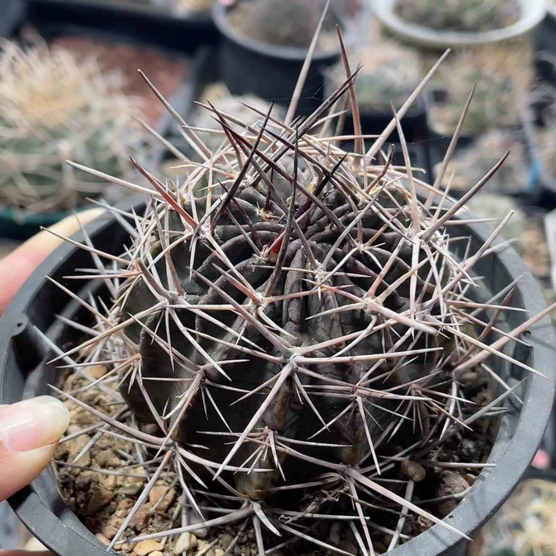 【闪购商品】狂风养定根6666