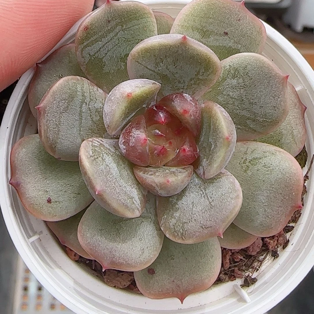 多肉0719-266红色恋人