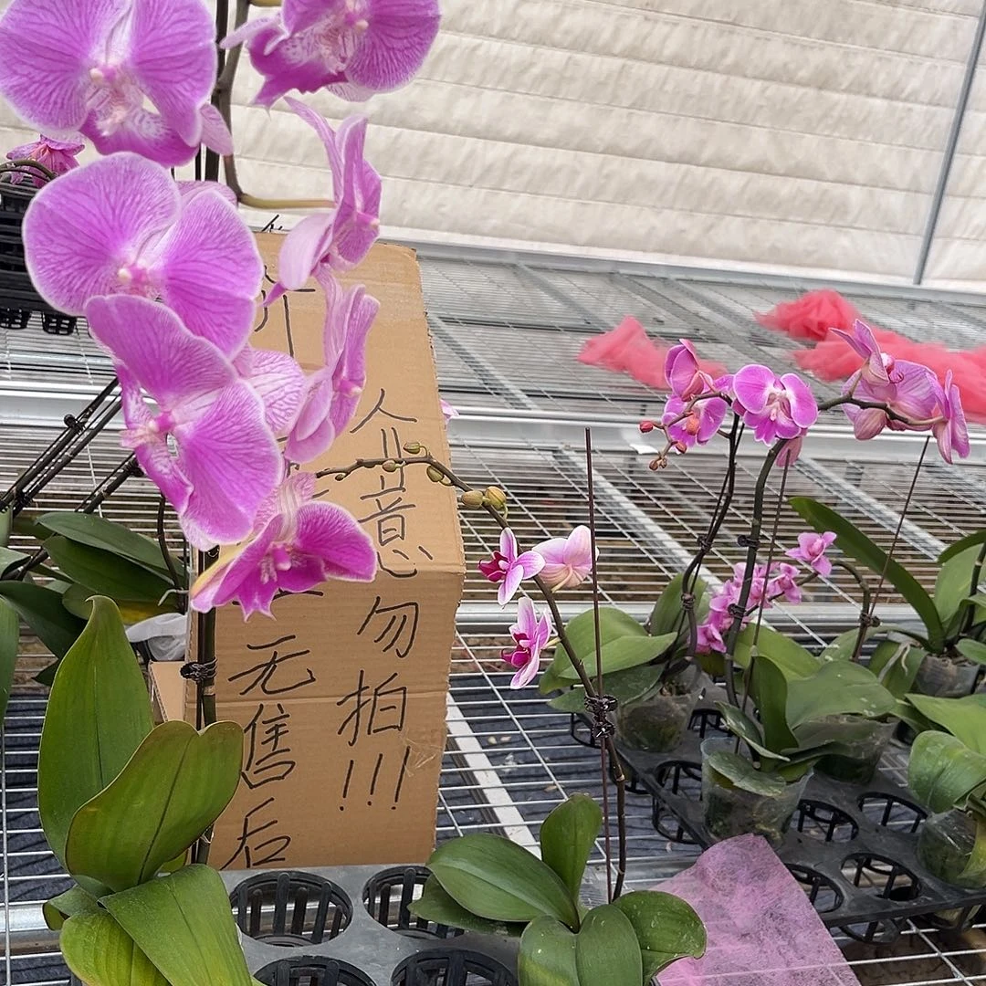 ﹏***╮完全开放蝴蝶兰2个 不售后