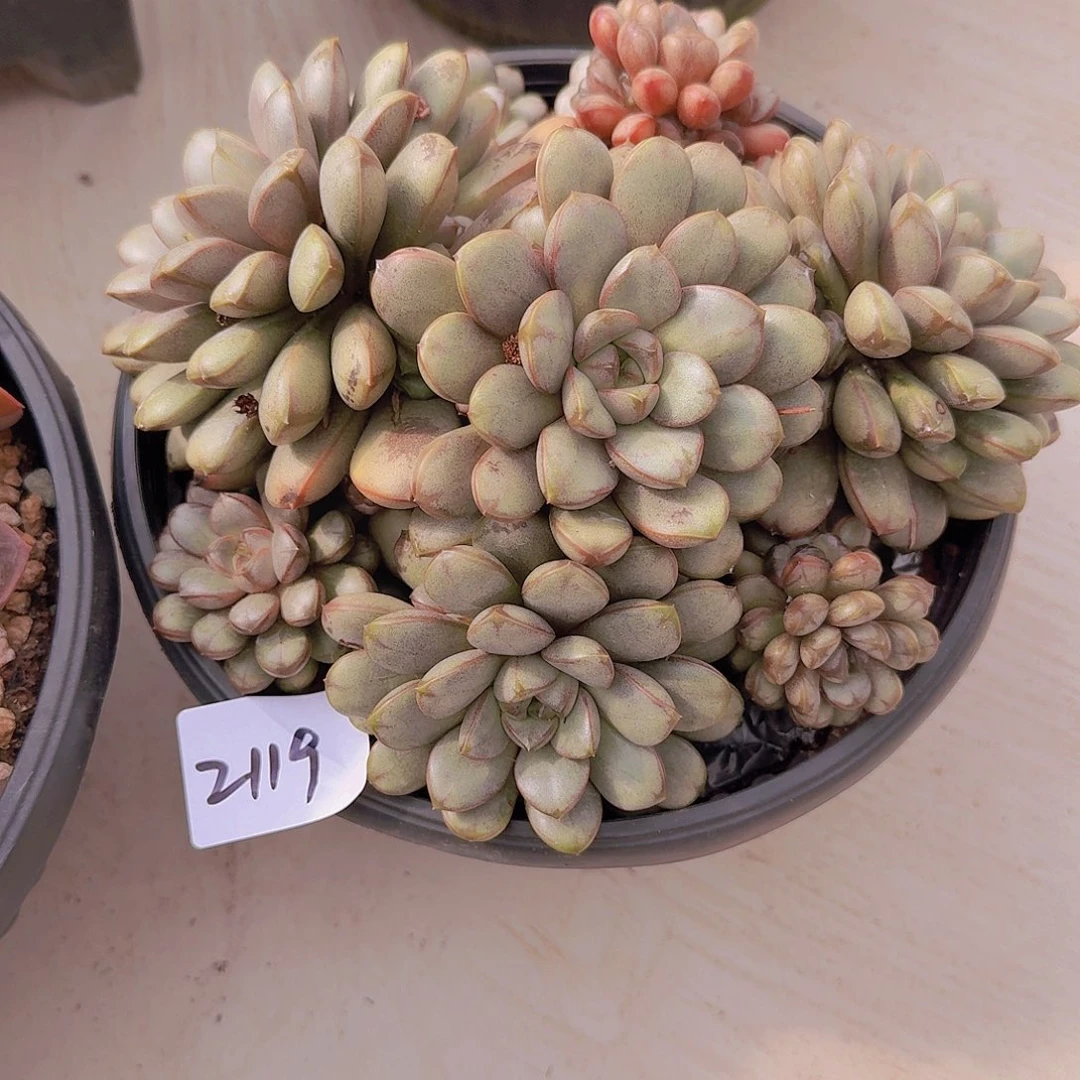 2119葡萄多肉植物