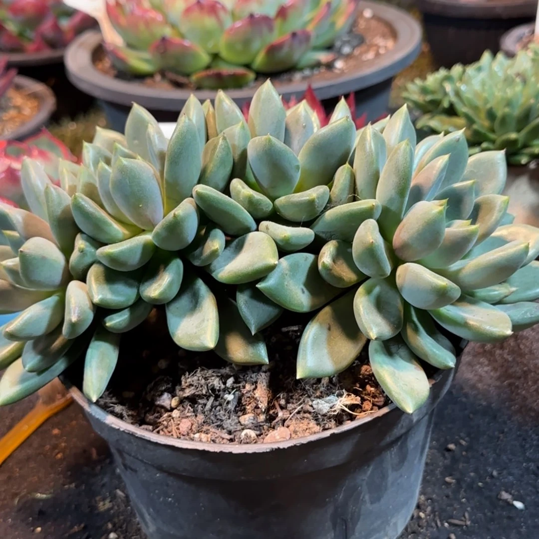 红象牙朵朵缀惊鸿一物一拍包装收缩花旱