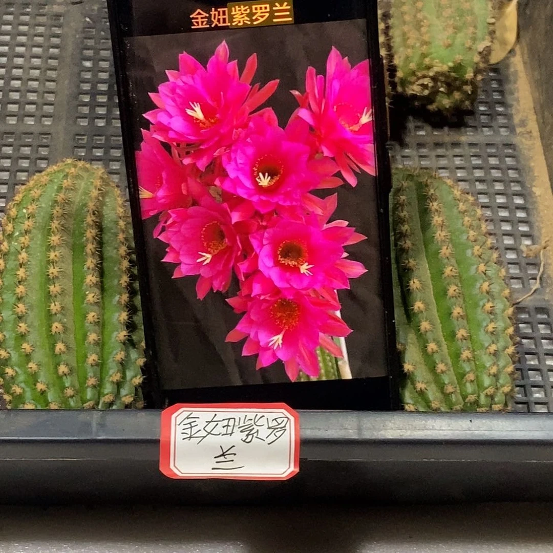 金妞紫罗兰侧芽 歪 20包邮高8公分