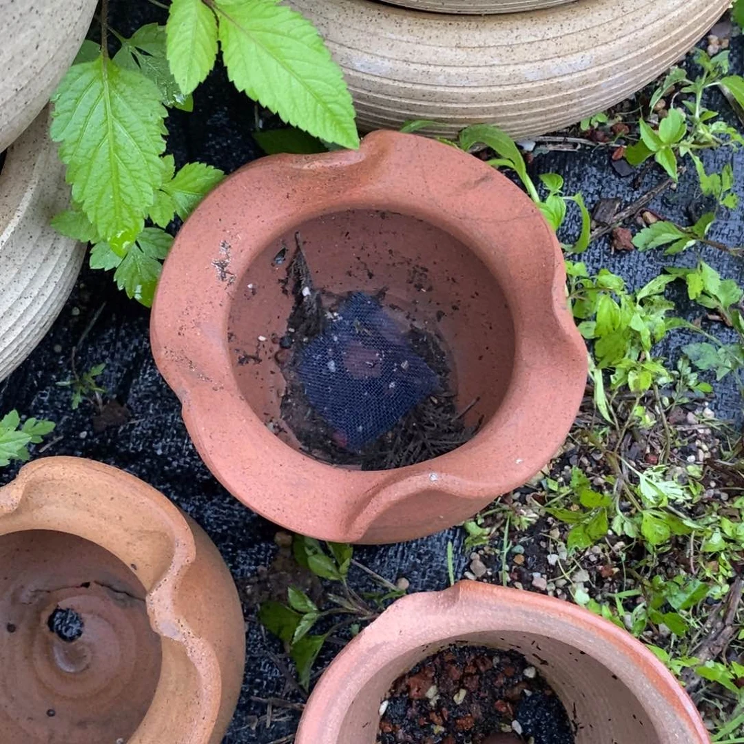 R***a10号多肉盆口径9瑕疵