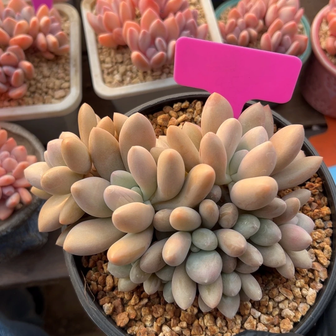 10头原始虞美人11111111