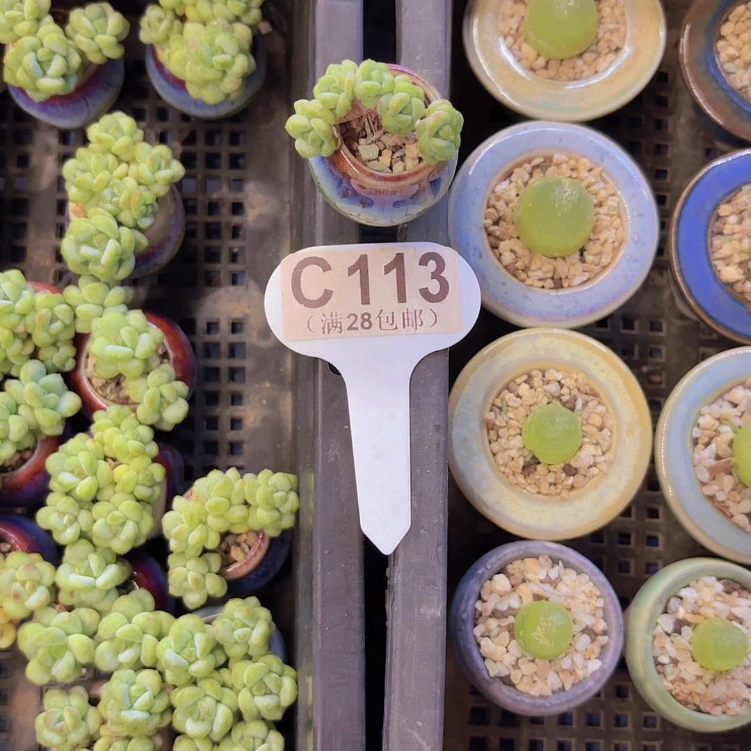 C113阳光玫瑰一物一拍
