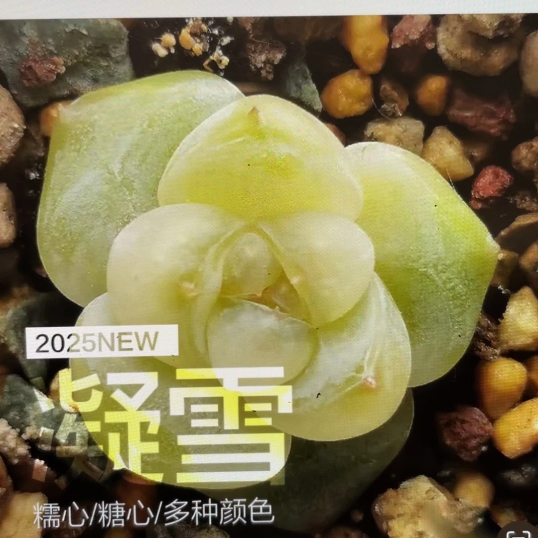 凝雪20粒，新手推荐，最后一份