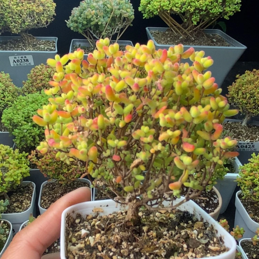 顺***其0504蜜橘糖球 。