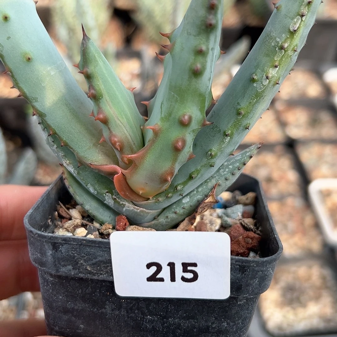 鬼切芦荟，子播实生，