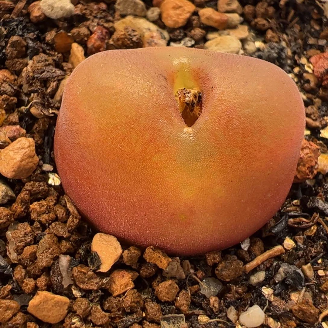 452多肉植物组合