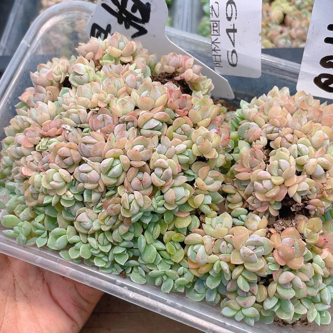 量拍多肉植物多肉植物649