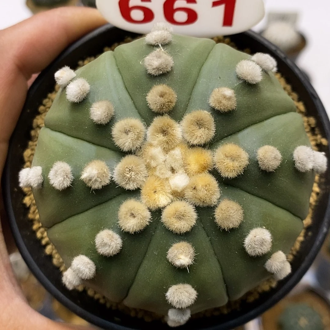 661大优特价咯啦美