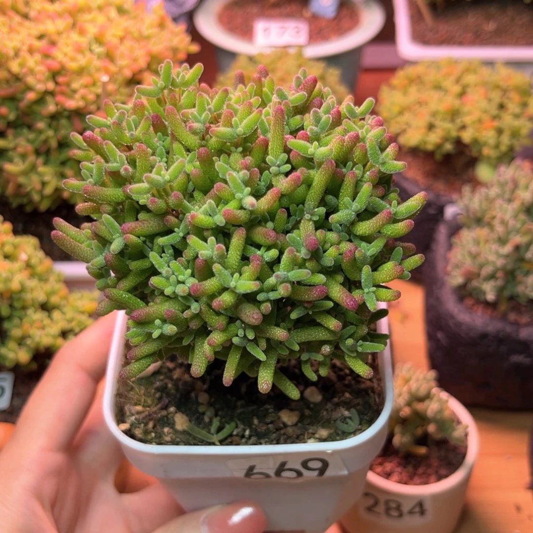 669蜜桔可爱多肉植物