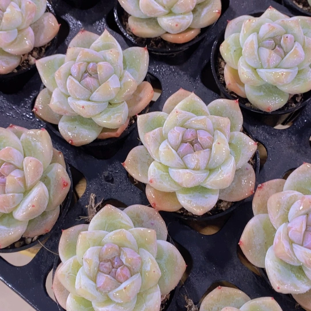 1014号 白透糖心白泽一颗