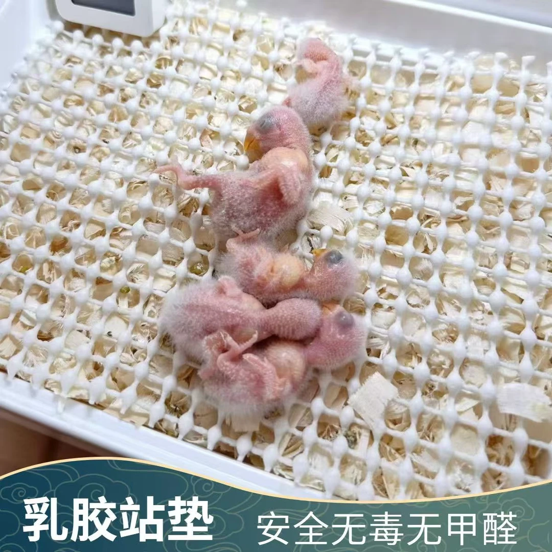 雏鸟用品幼鸟防八字网垫脚垫乳胶无毒不伤脚鸟零天鹦鹉手养鸟专用