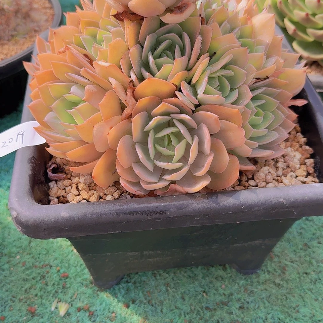 2019杂交多肉植物