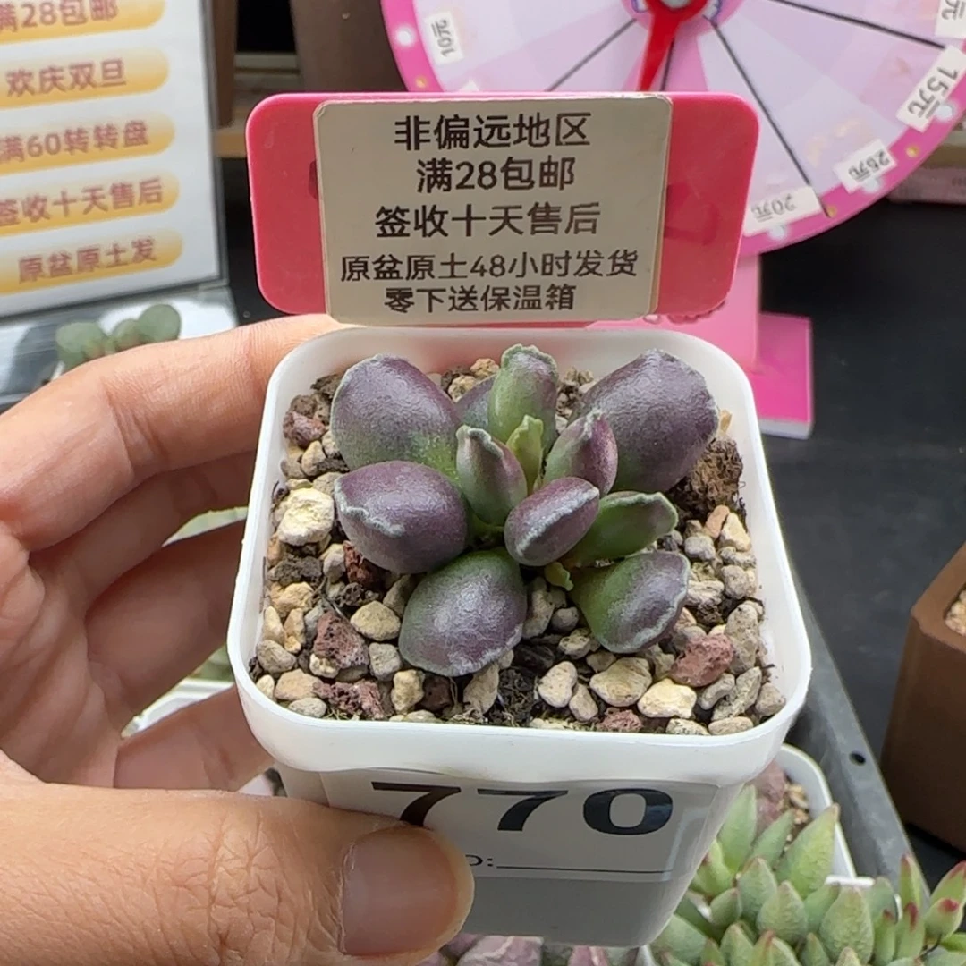 白***语770紫肌海报三代多肉